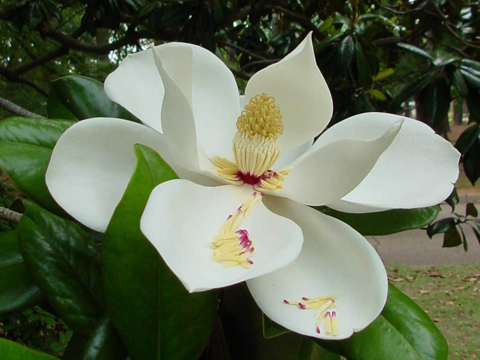 Magnolia grandiflora валлпапер